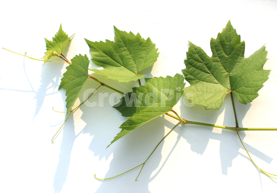 branch,closeup,detail,fresh,grape,grapeleaf,green,leaf,leaves,macro,natural,nature,plant,가지,나뭇가지,클로즈업,디테일,신선한,포도잎,포도줄기,줄기,잎,잎사귀,나뭇잎,그린,녹색,자연,식물,흰배경,그림자,식물,자연,plants,nature,누끼,remove background