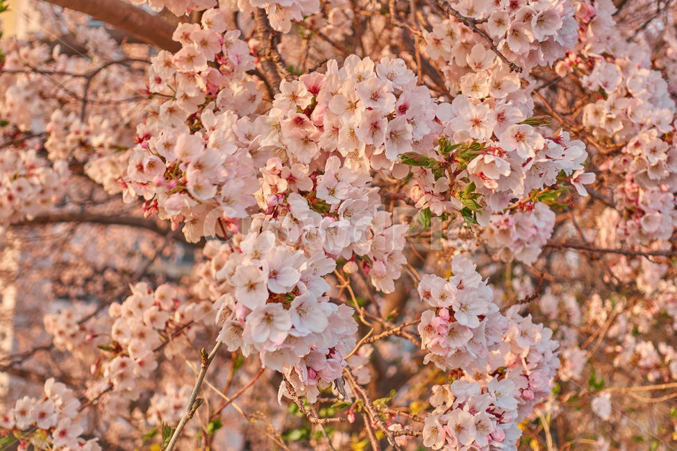 벚꽃,꽃,봄,군항제,나들이,cherryblossoms,sensitive,진해,핑크,분홍,여리여리,여성스러운,꽃놀이,인싸축제,감성,봄,계절,spring,season,plant,식물,blossom,flower,cherry blossom