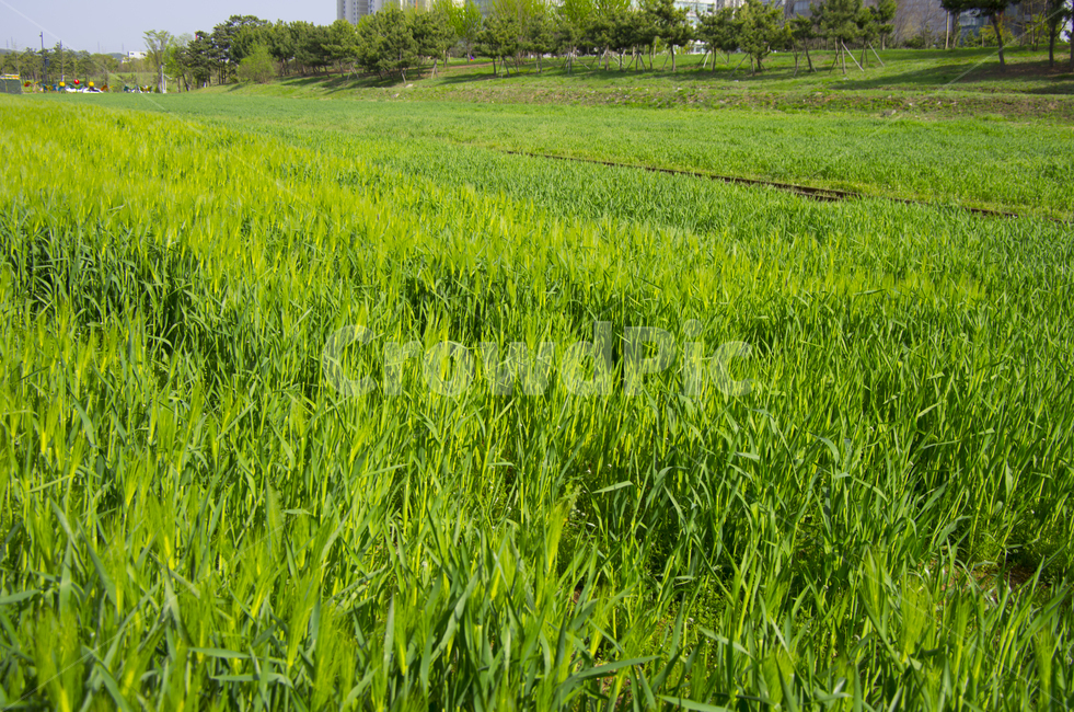 보리밭,여름,보리,풀,안산,scene,view,feeling,emotion,nature,landscape,season,풍경,감정,감성,자연,계절,뷰티,summer,barley,풍경사진,감성사진,정취
