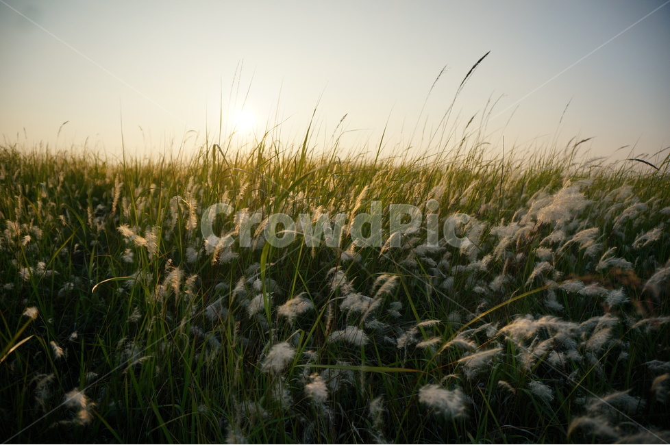 자연,하늘,노을,일몰,갈대밭,자연,풍경,nature,landscape,grass,잔디,plant,식물,lawn