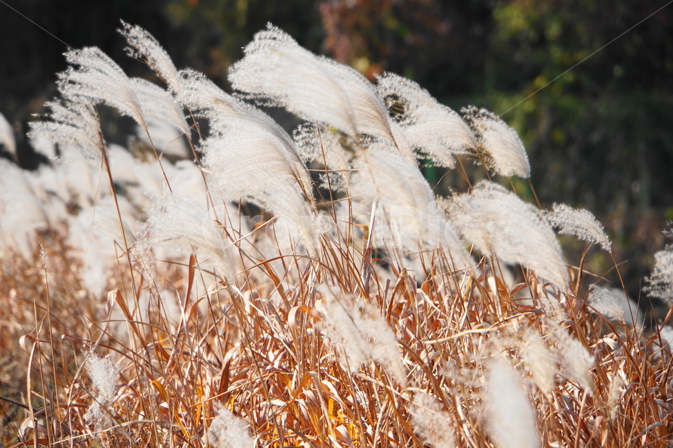 갈대,가을,풍경,자연,공원,가을,계절,fall,autumn,season,자연,풍경,nature,landscape,grass,잔디,plant,식물,lawn,reed