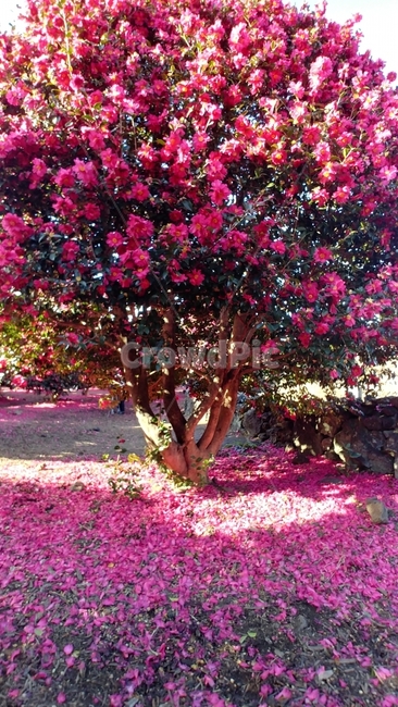 꽃,flower,camellia,동백,동백꽃,위미리동백군락지,제주도,jeju,식물,자연,plants,nature,꽃,flower,나무,trees,wood
