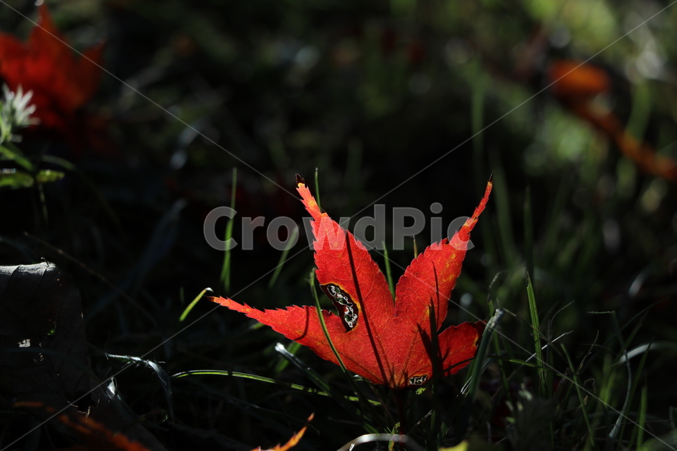 빨강,단풍잎,근접촬영,배경,녹색,가을,plant,식물,leaf,잎,tree,나무,가을,계절,fall,autumn,season