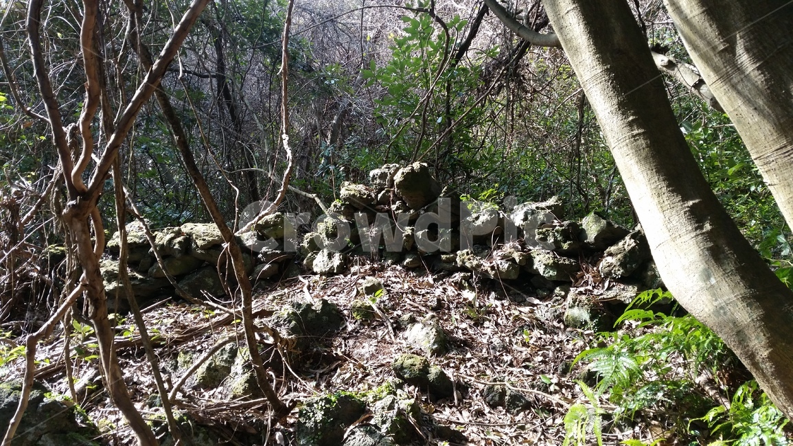 나무,숲,산책,바위,산책로,tree,식물,wood,forest,덤불숲,삼림지대,thicket,grove,woodland,walk,trail,오솔길,path