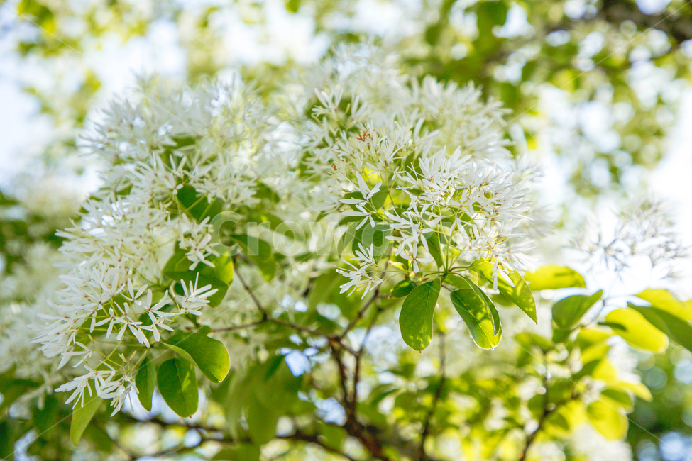 꽃,나무,이팝,이팝나무,풀,풀잎,꽃잎,흰,햇살,햇볕,나뭇잎,자연,tree,nature,봄,화사한,아름다운,식물,자연,plants,nature,꽃,flower