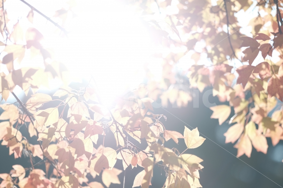 단풍,단풍잎,나무가지,가을,가을빛,빛,역광,햇살,가을햇살,가을,계절,fall,autumn,season,식물,자연,plants,nature,나무,trees,wood,plant,leaf,잎,light,flare,플레어,sunlight,햇빛
