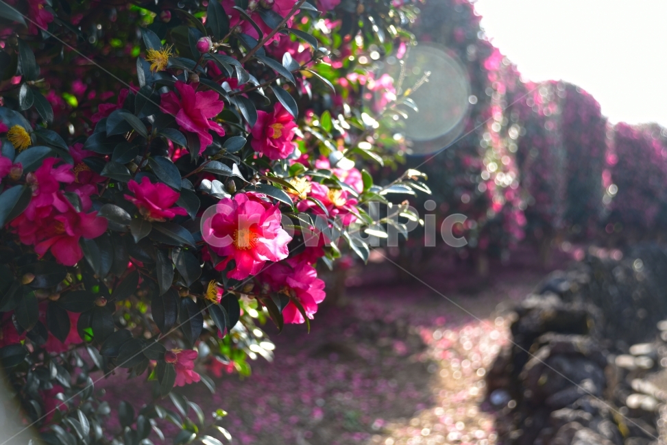 제주,위미리,동백,동백꽃,겨울꽃,동백나무,식물,자연,plants,nature,꽃,flower,휴식,힐링,rest,relaxation,healing