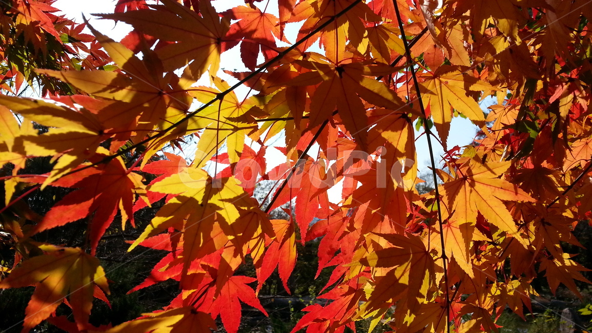 단풍,낙엽,가을,잎,풍경,가을,계절,fall,autumn,season,식물,자연,plants,nature,plant,leaf,tree,나무,maple