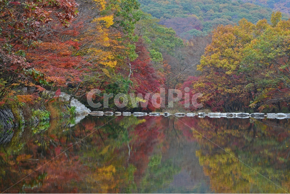 tree,나무,plant,식물,leaf,잎,maple,단풍,고창,선운사,도솔천,선운사가을,가을,계절,추색,만추,단풍잎,낙엽,반영,가을,계절,fall,autumn,season