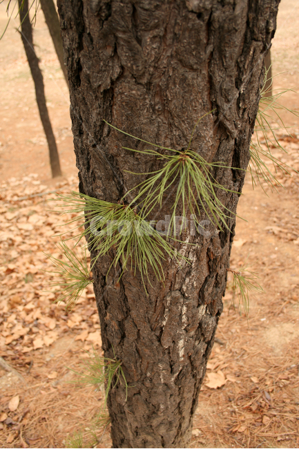 소나무,솔잎,식물,plants,nature,식물,자연,plants,nature,나무,trees,wood