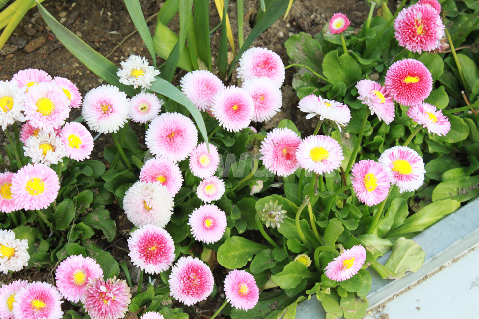 꽃,풀,식물,자연,봄,공원,flower,plant,nature,spring,park