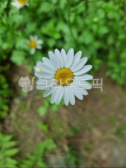 데이지,daisy,flower,꽃,petal,꽃잎