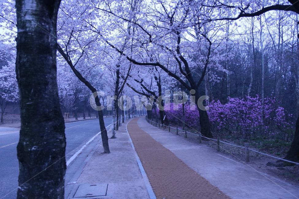 벚꽃,새벽,길,꽃길,산책로