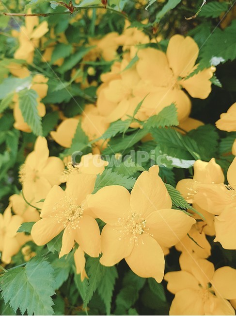 flower,꽃,blossom,plant,노란꽃,자연,접사,식물,자연,plants,nature,꽃,flower