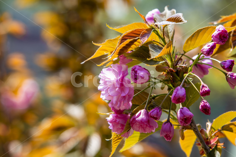 식물,꽃,flower,봄,감성,plant,식물,자연,plants,nature,꽃,flower