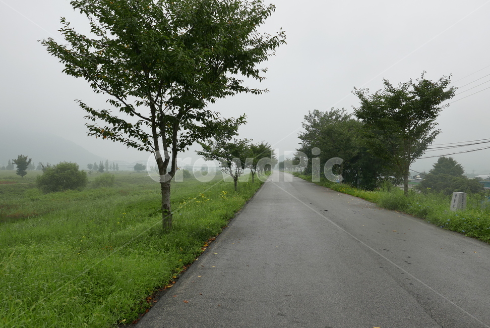 asphalt,아스팔트,road,도로,가로수,흐린날,길