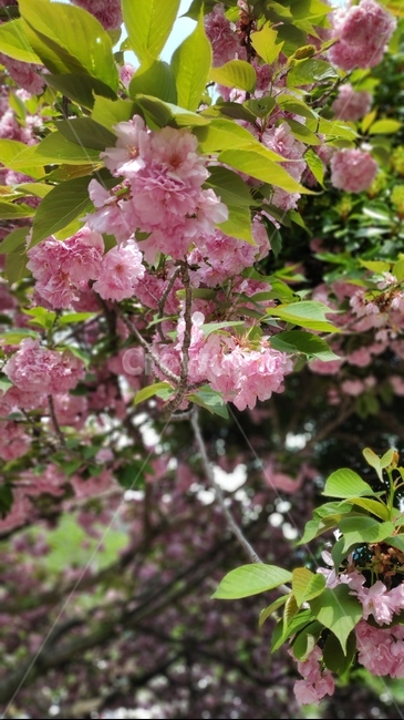 plant,식물,blossom,flower,벚꽃,겹벚꽃,꽃,식물,자연,plants,nature,꽃,flower,나무,trees,wood