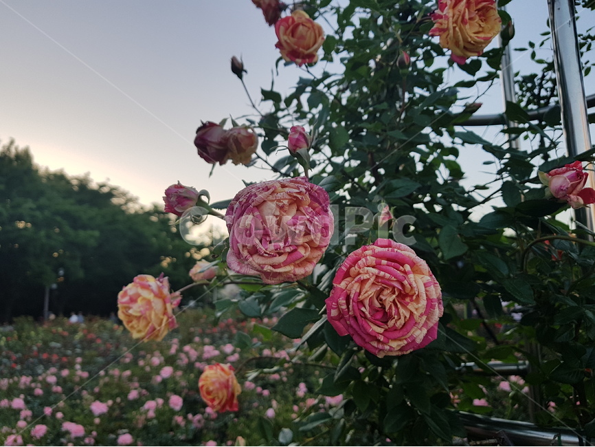 장미,장미꽃,rose,꽃,flower,식물,자연,plants,nature,꽃,flower