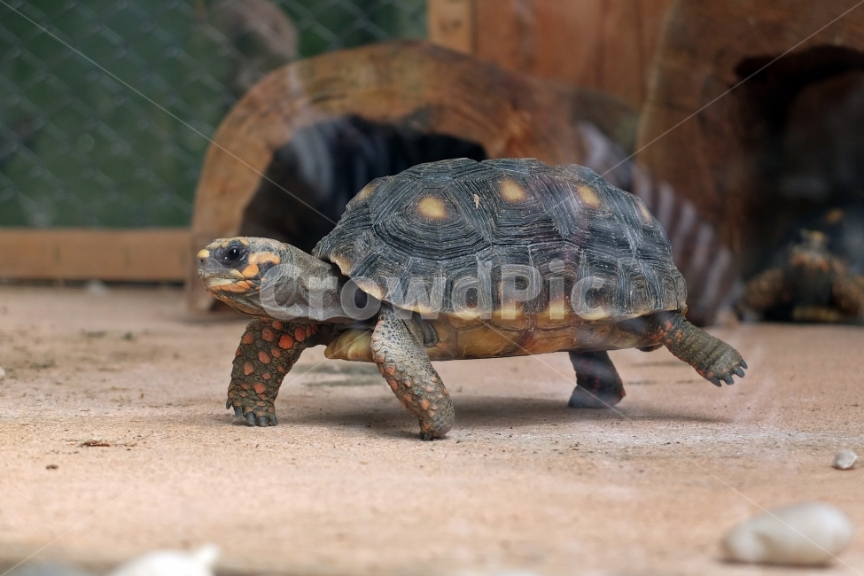 동물,animal,거북이,turtle,자연,nature,생동감,동물,animal,파충류,양서류,reptile,amphibian