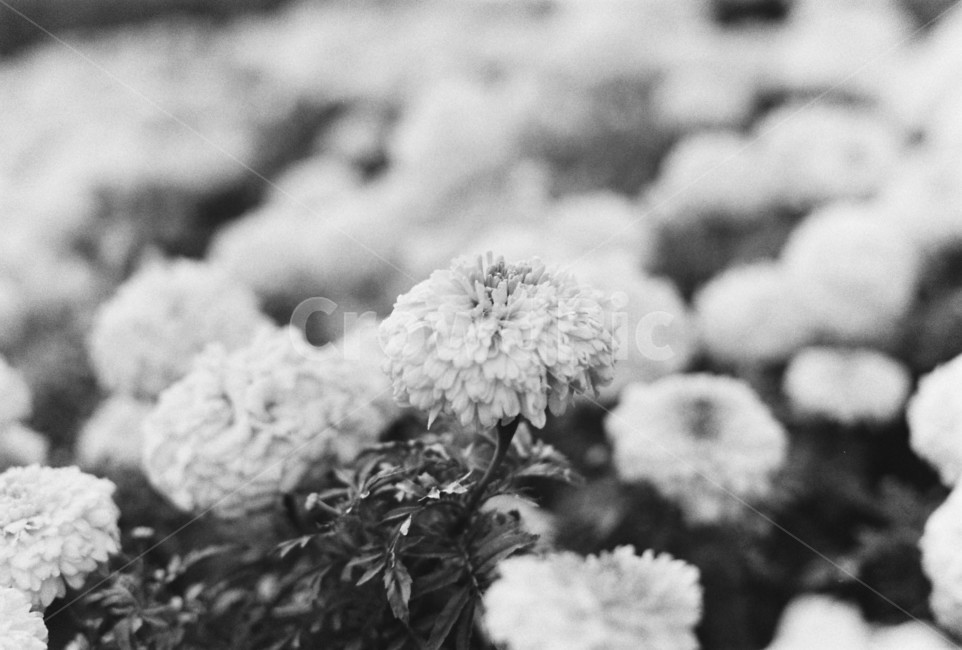 식물,꽃,plant,길,자연,flower,흑백,모노톤,monochrome,black and white