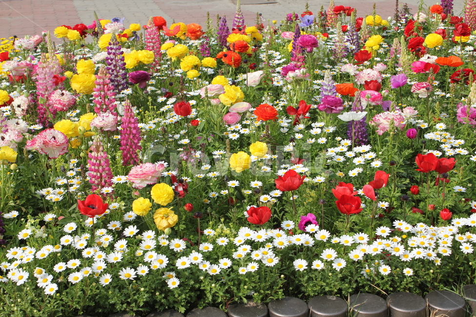 꽃,자연,식물,봄,봄꽃,아름다움,식물,자연,plants,nature,꽃,flower
