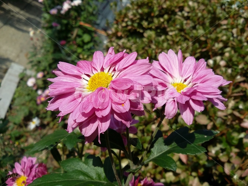 plant,식물,flower,꽃,자연,식물,자연,plants,nature,꽃,flower