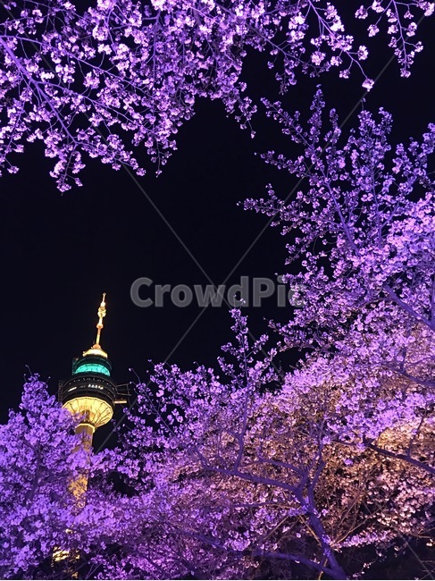 벚꽃,야경,봄,타워,이월드,밤,조명,풍경,전망대,보라색,보라,spring,night,봄,계절,spring,season,야경,밤,풍경,nightscape,night,landscape,랜드마크,landmark,tourist attraction,한국랜드마크,한국관광지,한국명소,korea landmark,korea tourist attraction,plant,식물,blossom,꽃,flower