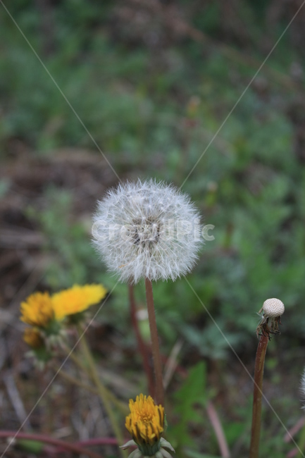 민들레,민들레씨,민들레꽃,민들레홀씨,봄,봄,계절,spring,season,식물,자연,plants,nature,꽃,flower,plant,blossom