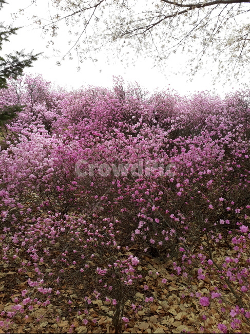 진달래,진달래벚꽃,꽃동산,봄꽃,azalea,식물,자연,plants,nature,꽃,flower