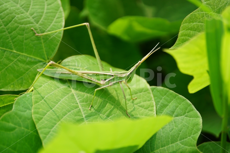 곤충,방아깨비,메뚜기,동물,자연,insect,식물,이파리,잎사귀,나무,동물,animal,곤충,벌레,insect,bug