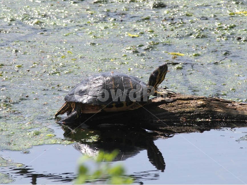 자라,반곡지,거북이,저수지,동물,느린보,동물,animal,파충류,양서류,reptile,amphibian