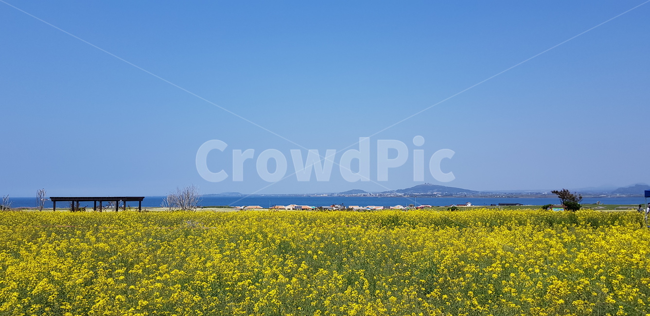 제주도,가파도,field,들,nature,자연,outdoors,옥외,유채꽃,들판,바다,섬