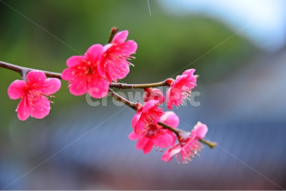plant,식물,blossom,flower,꽃,홍매화,매화,매실,봄,봄꽃,계절,식물,자연,plants,nature,꽃,flower