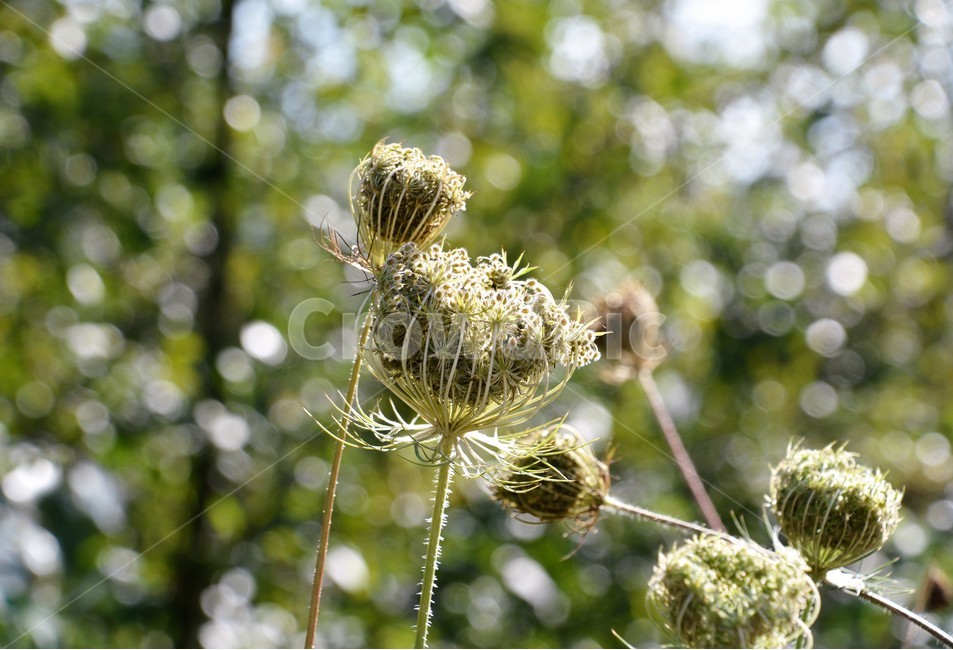 식물,자연,아웃포커스,접사,숲속,식물,자연,plants,nature,꽃,flower