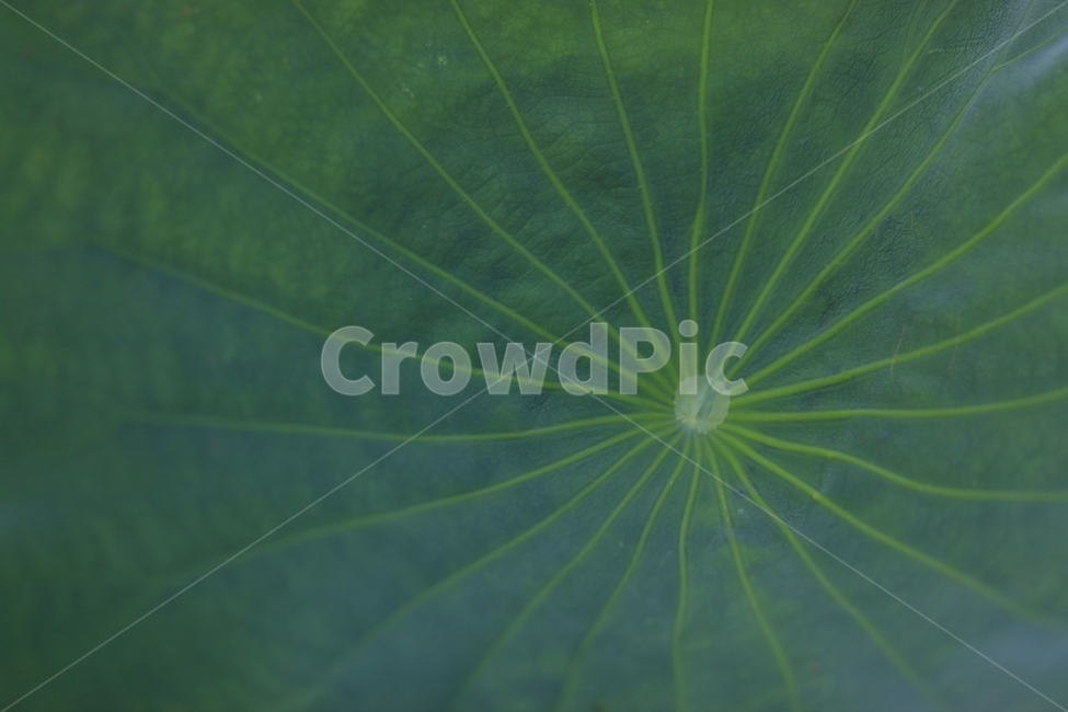 연잎,연꽃,여름,green,자연,패턴,두물머리,양수리,친환경,식물,자연,plants,nature