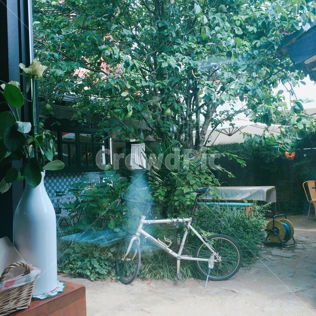 자전거,나무,꽃병,초록색,tree,bike,green,모과나무,모과,마당,감성