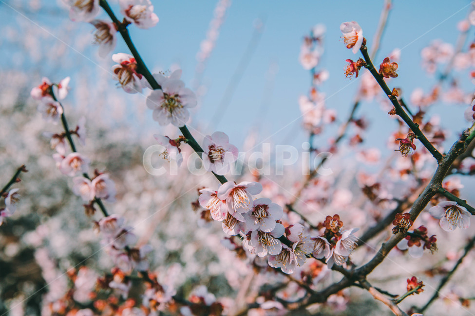 매화,나무,하늘,파란하늘,꽃봉오리,봄,봄날,봄풍경,봄꽃,감성,spring,flower,봄길,산책,봄나들이,식물,꽃,초록,언덕,매화마을,광양,계절,season,자연,풍경,nature,landscape,한국자연풍경,한국자연경관,koreanaturelandscape,시골,마을,country,ruraltown,한국전통,한국문화,koreantraditional,koreanculture,매화꽃,광양매화마을,봄,계절,spring,season,식물,자연,plants,nature,꽃,flower,plant,blossom