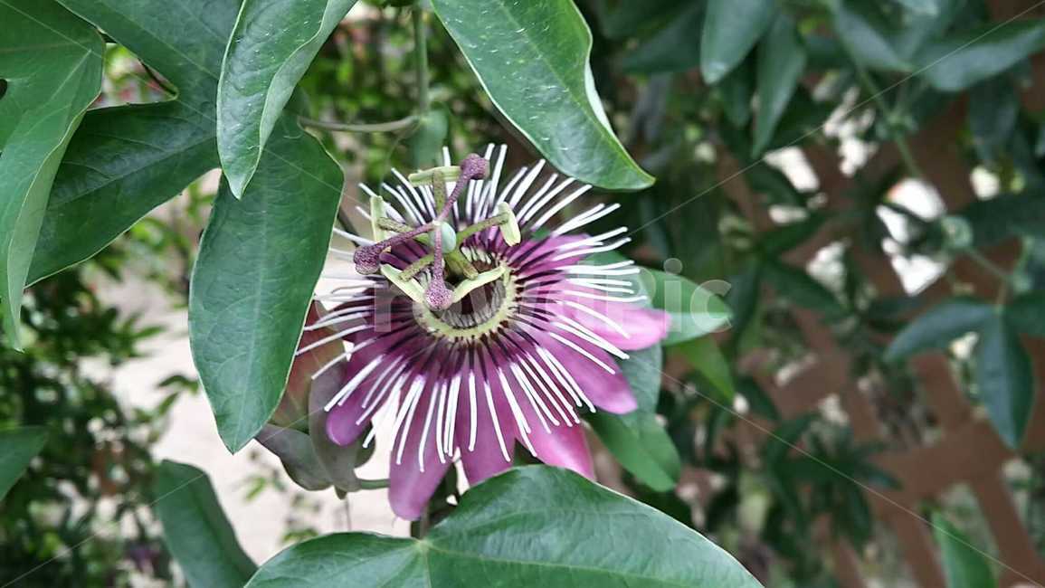 보라색,화려한꽃,꽃,보라색꽃,들꽃,식물,자연,plants,nature,꽃,flower