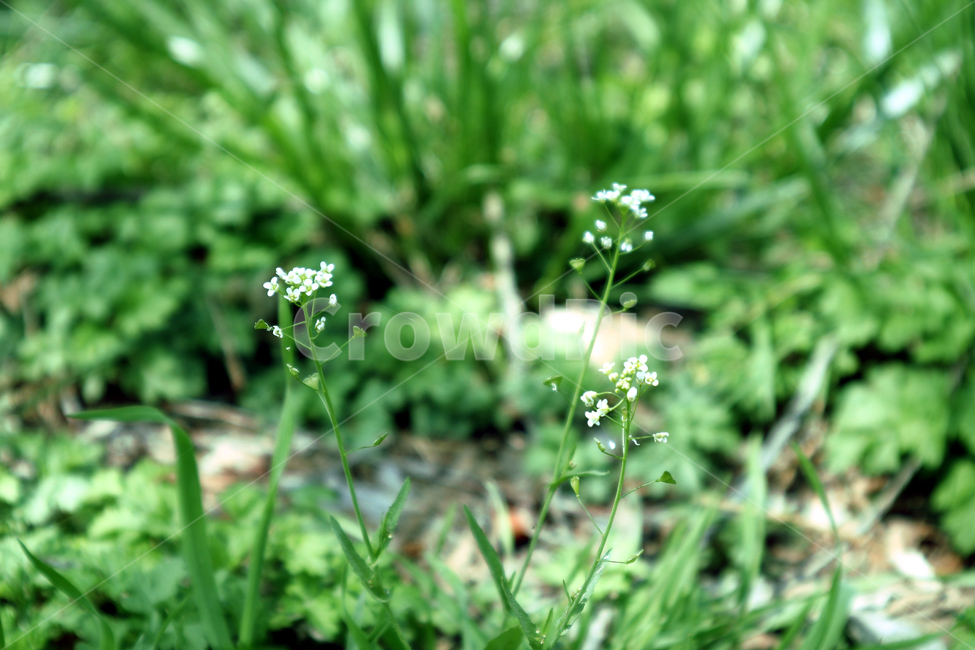 꽃,자연,들꽃,flower,봄,식물,자연,plants,nature,꽃,flower