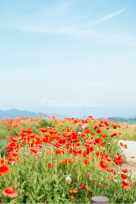 양귀비,봄꽃,하늘,빨간꽃,식물,구름,sky,자연,풍경,nature,landscape,plant,flower,꽃,blossom