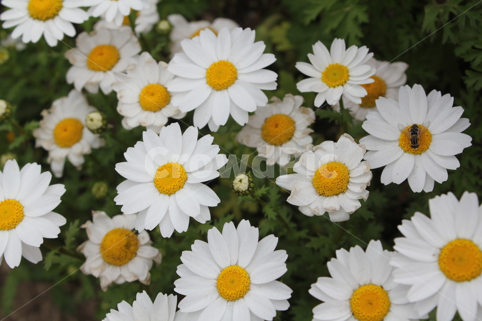 꽃,자연,식물,봄,봄꽃,아름다움,식물,자연,plants,nature,꽃,flower