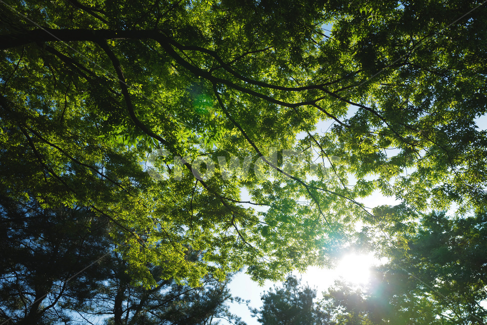햇빛,sunlight,tree,나무,plant,식물,빛,초록