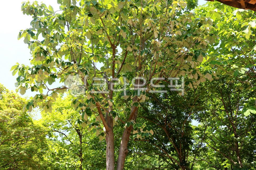 Tree,plant,magnolia,magnolia tree,Japanese magnolia,leaf,leaves,magnolia leaf,leaf,nature,deciduous tree,broadleaf tree,park tree,garden tree