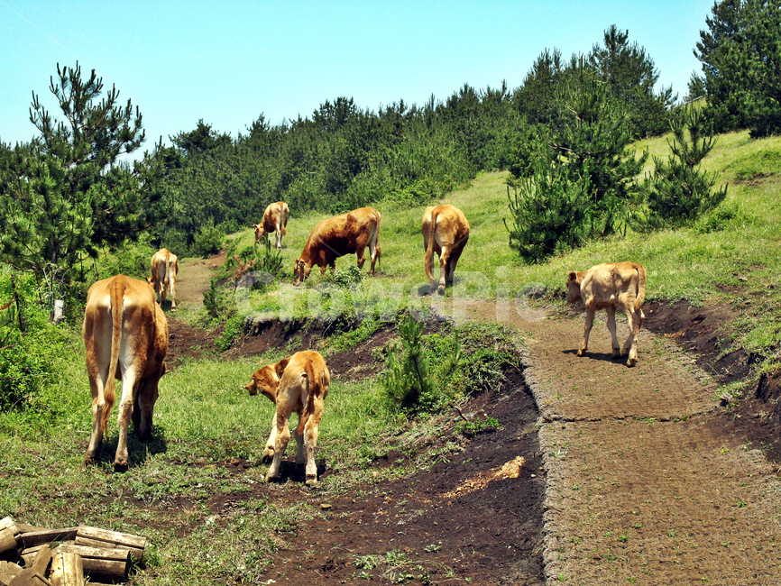소,한우,동물,가족,방목,제주,두산봉,동물,animal,포유류,mammal