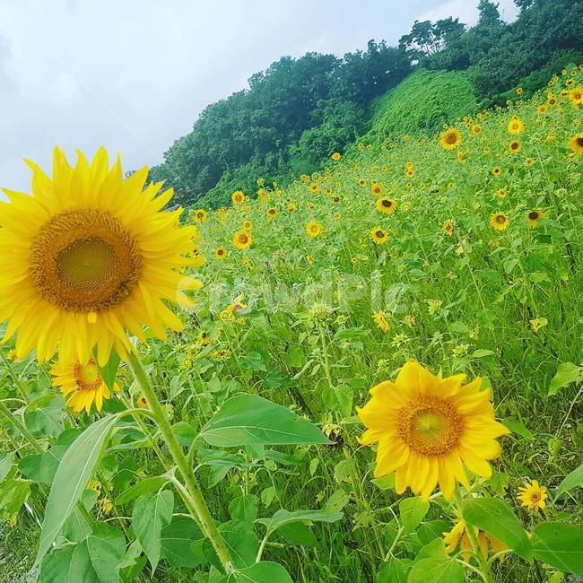 꽃,해바라기,꽃밭,sunflowers,풍경,landscape,식물,자연,plants,nature,꽃,flower