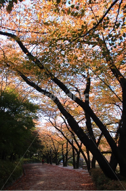 숲,가을,autumn,단풍,낙엽,사람,나무,가을,계절,fall,autumn,season