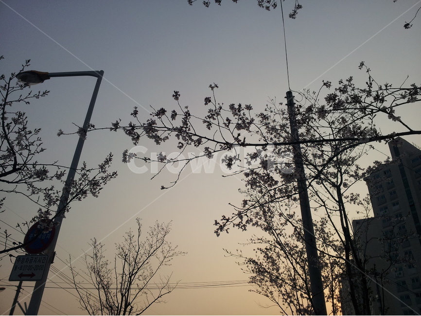 풍경,하늘,해질녘,전봇대,나무,거리,sky,sunset,자연,풍경,nature,landscape,silhouette,실루엣