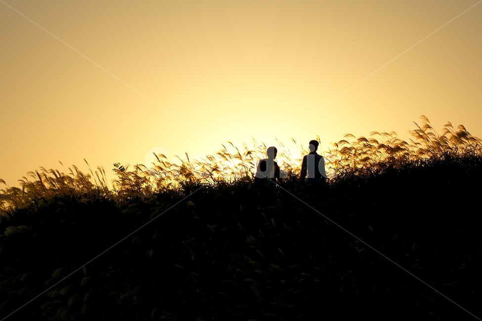 갈대,가을,석양,연인,남여,사람,인물,인간,human,person,인물실루엣,사람실루엣,character silhouette,human silhouette,plant,식물,grass,잔디,silhouette,실루엣