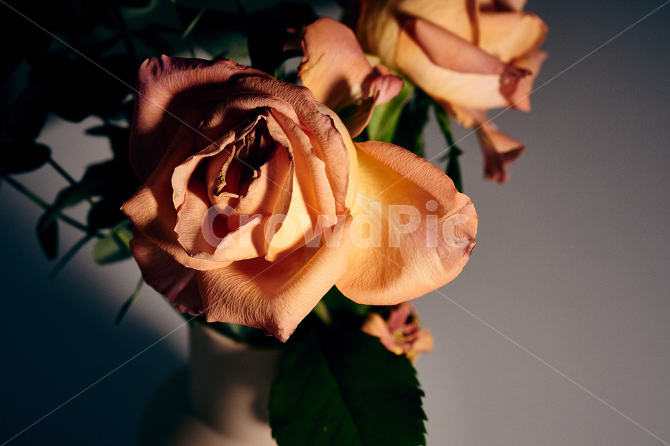장미꽃,접사,빨간장미,꽃,빨간장미꽃,꽃,flower