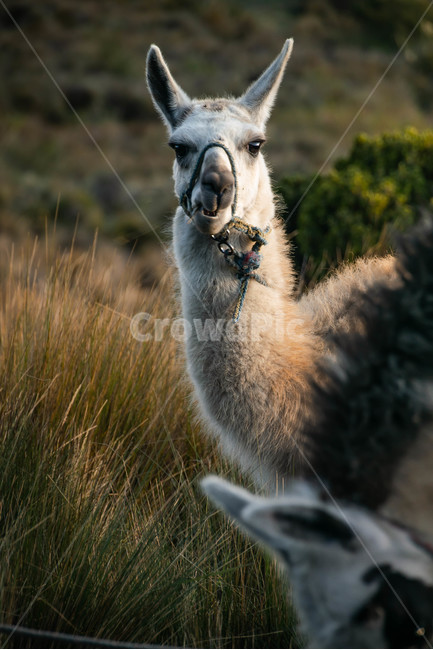 동물,자연,눈빛,포즈,생물,animal,nature,creation,동물,animal,포유류,mammal